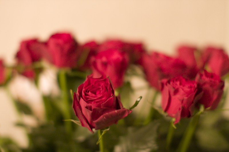 фото альбом Цветы Розы