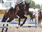 - .  ... -  - Asian Equestrisns Games. .