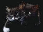 фото - Кошки и коты, котятк ... - Кошкины животные ;)