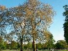 ���������� - Hyde Park, London - ������ - Hyde Park, London