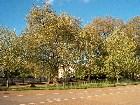 ���������� - Hyde Park, London - ������ - Hyde Park, London