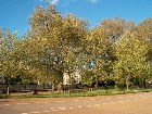 ���������� ������ ������ - Hyde Park, London Hyde Park, London