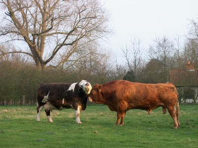   !!!Kissing cows: romantic story via pictures!!! :)