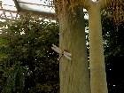  - Artificial dragonfly ... -  - Kew Gardens, London