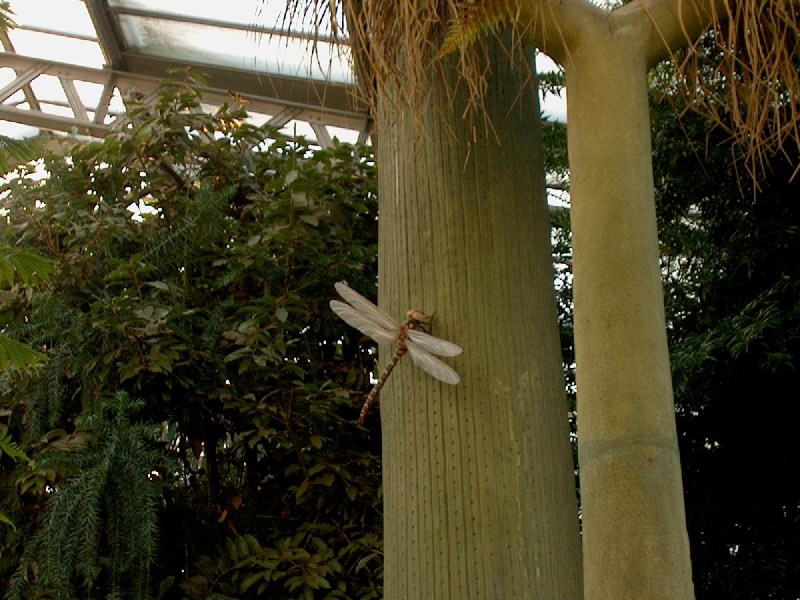    - Kew Gardens, London Artificial dragonfly, Kew Gardens, London
