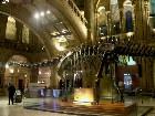  - The foyer. Natural H ... -  - Natural History Museum, London