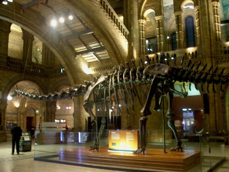   - Natural History Museum, London The foyer. Natural History museum. London