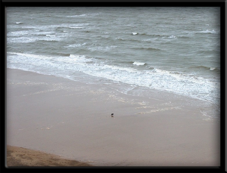   ,  - English coasts. North Sea. Running dog on a coast. Cromer.