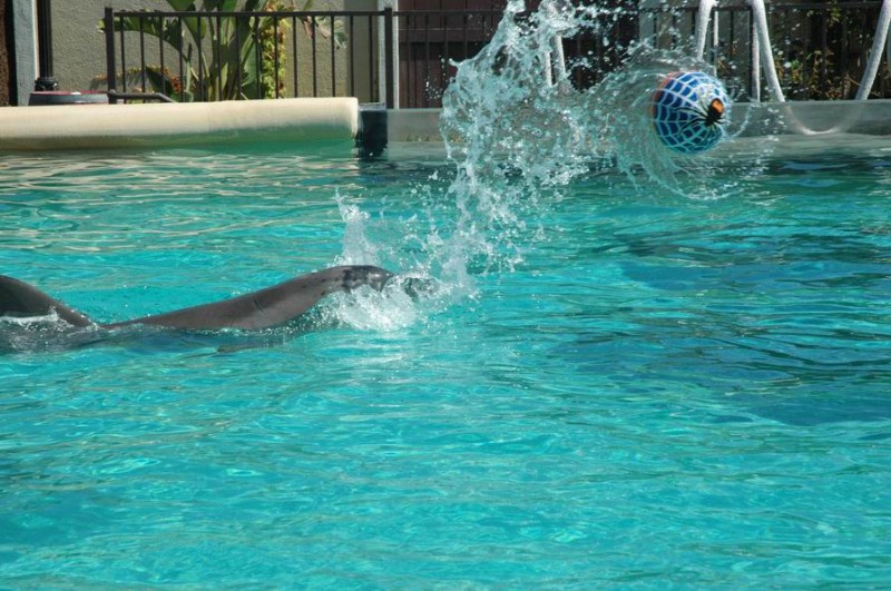 ���������� ������ �����, ������ - ������������ ����� (Six Flags) ���� 2006
