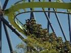 ���������� - ���� 2006 - �����, ������ - ������������ ����� (Six Flags)