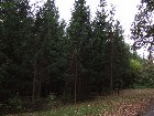 ���������� ������ ������� - �����, 15.10.2006 ������� � �������� � ���������� ����
