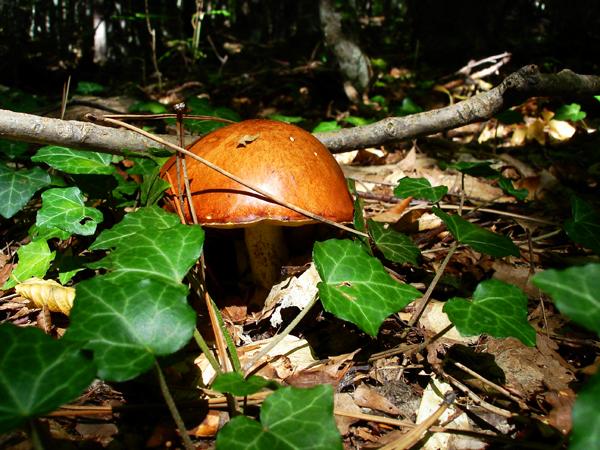 фото альбом Грибы-загадочный мир Ищу грибы в лесах и не только.