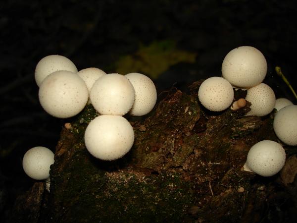 фото альбом Грибы-загадочный мир Ищу грибы в лесах и не только.