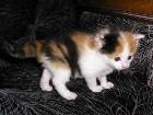 фото - Котята ищут дом - Трехцветные пушистые котята, 1 месяц