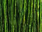  - Bamboo1 -  :  wallpaper-  !