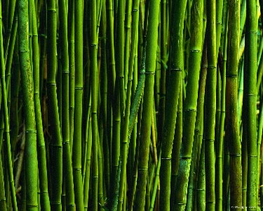    :  wallpaper-  ! Bamboo1