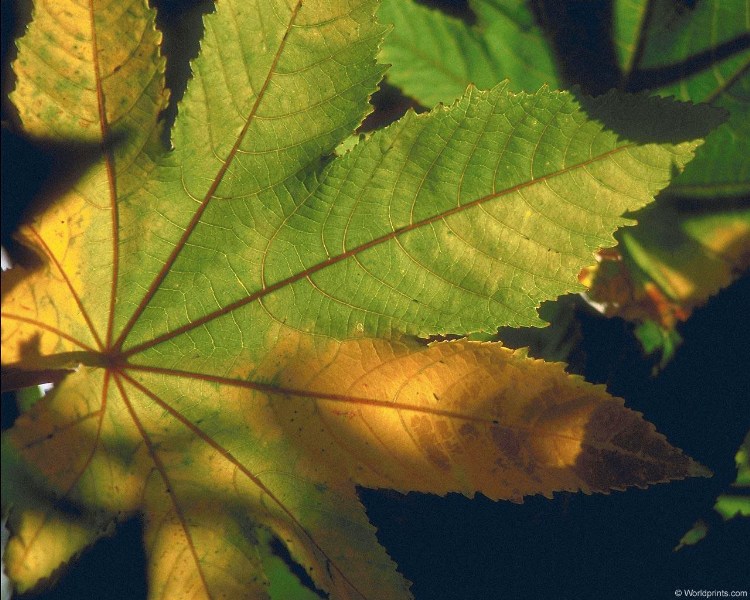    :  wallpaper-  ! Buckeye leaf