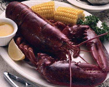    Lobster 2