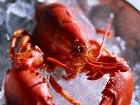 - Lobster1 - 