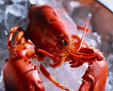   Lobster1