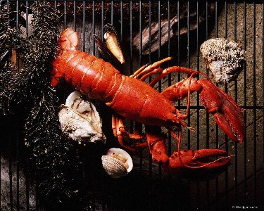    Lobster0
