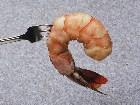  - Shrimp 2 - 