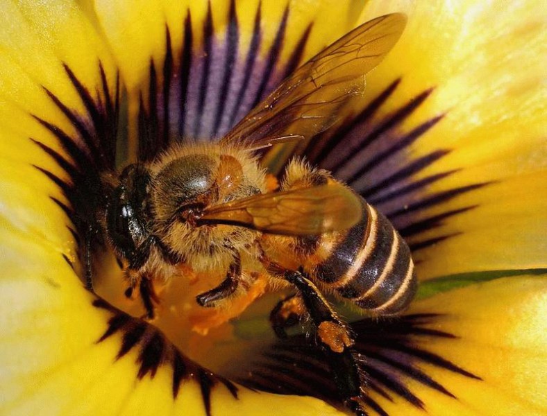 фотографии насекомых цифровые фото увелич фотографии насекомых