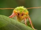 фото - фотографии насекомых - фотографии насекомых цифровые фото увелич