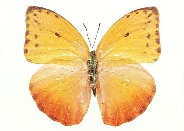          ...  (Lepidoptera)  .       .      ,       ,    .