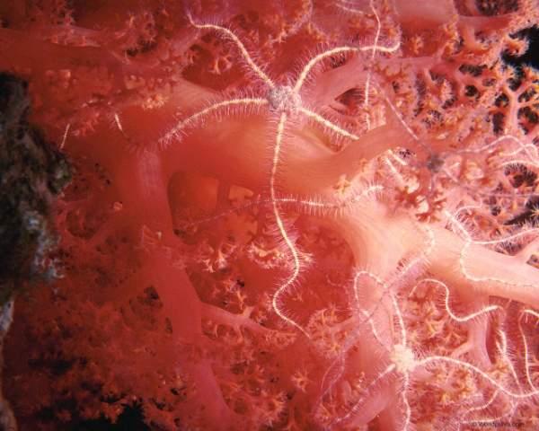 Здесь представлен красочный фотоальбом "Этот удивительный п В красочном фотоальбоме "Этот удивительный подводный мир" есть очень много захватывающего и интерестного. Морские звёзды, крабы, рыбы, кораллы, морские растения и пейзажи дадут вам насладиться приятным просмотром данной фотогалереи.