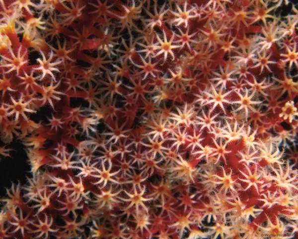 Здесь представлен красочный фотоальбом "Этот удивительный п В красочном фотоальбоме "Этот удивительный подводный мир" есть очень много захватывающего и интерестного. Морские звёзды, крабы, рыбы, кораллы, морские растения и пейзажи дадут вам насладиться приятным просмотром данной фотогалереи.