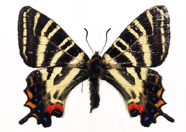          ...  (Lepidoptera)  .       .      ,       ,    .
