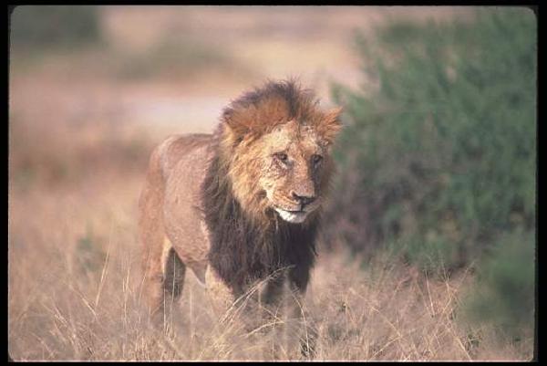     & Lions   ...  -      .     :    ,  .     , ,   ,   , , .
