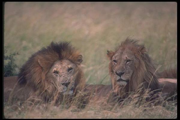    & Lions   ...  -      .     :    ,  .     , ,   ,   , , .