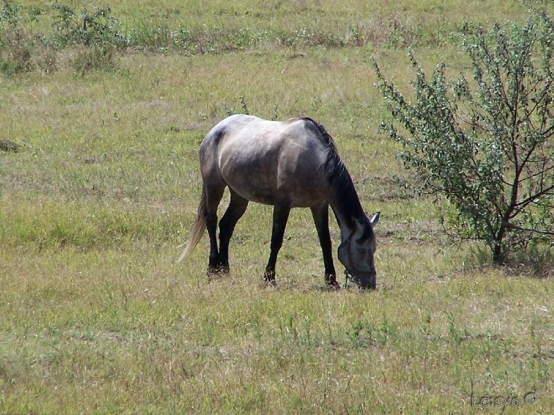   _2006 v.9          :)