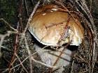 фото - фото грибов - По грибы