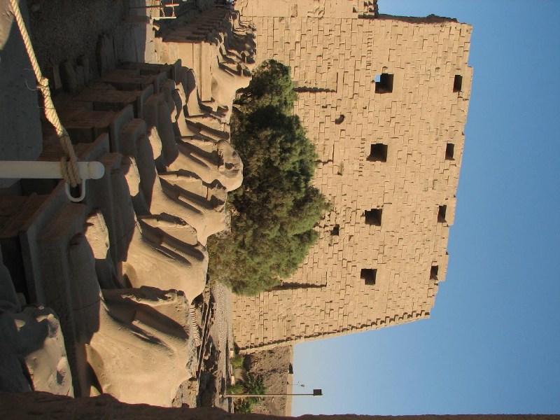   --Dasert Rose ($405)