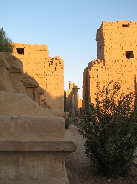   --Dasert Rose ($405)