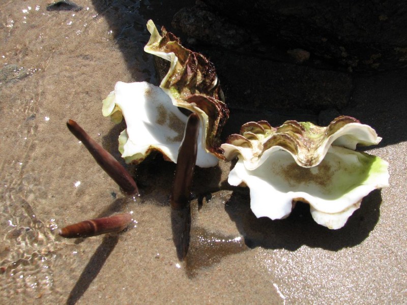   --Dasert Rose ($405)