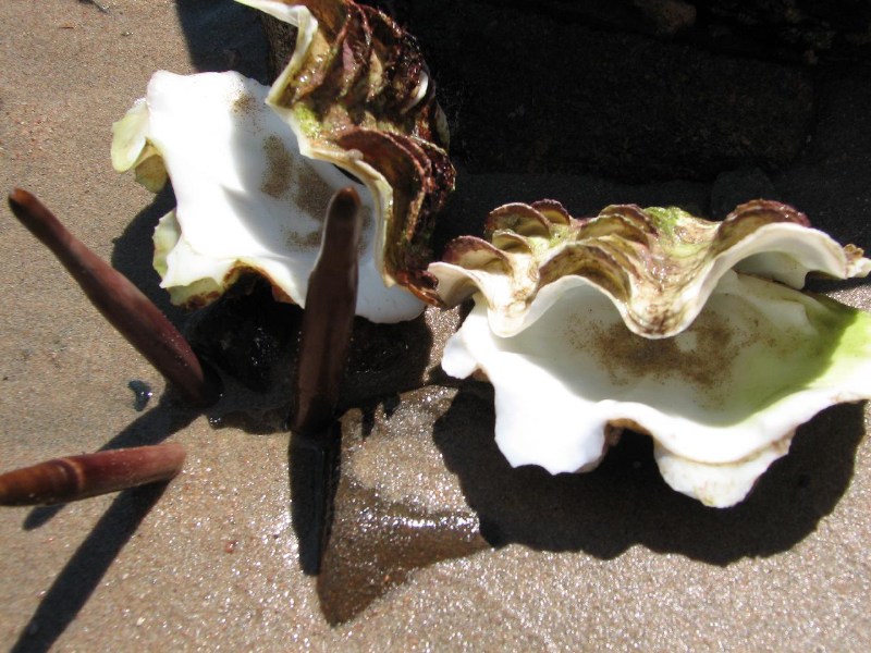   --Dasert Rose ($405)