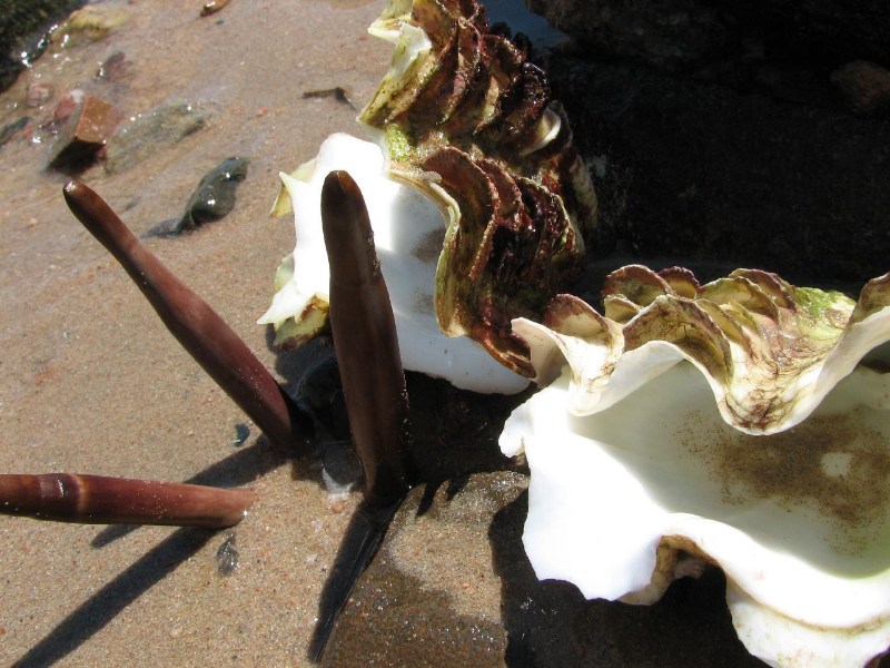   --Dasert Rose ($405)