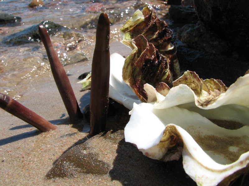   --Dasert Rose ($405)