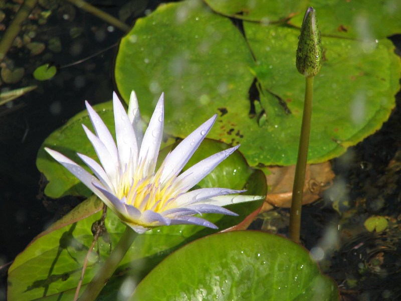   --Dasert Rose ($405)