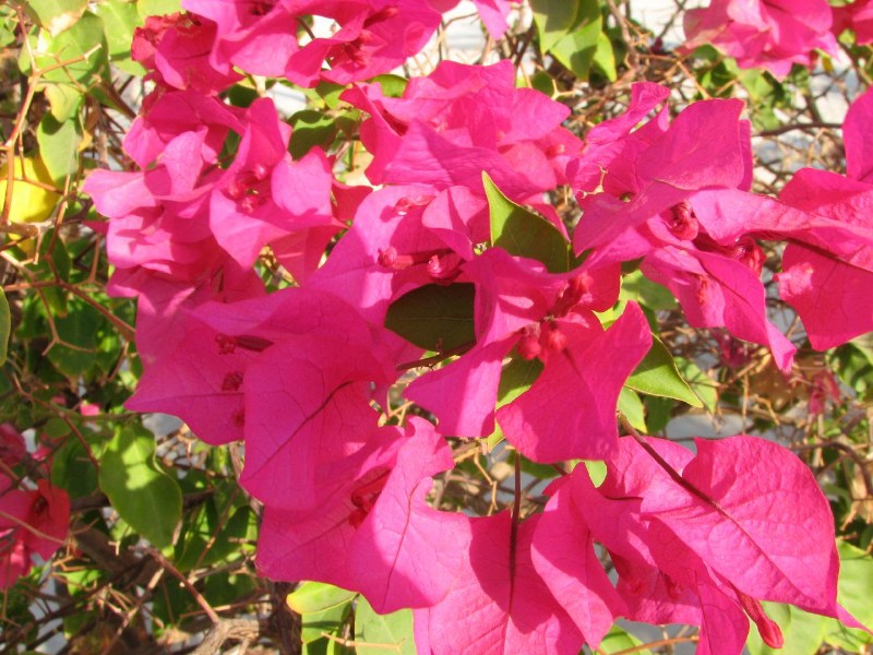   --Dasert Rose ($405)