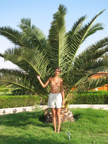   --Dasert Rose ($405)