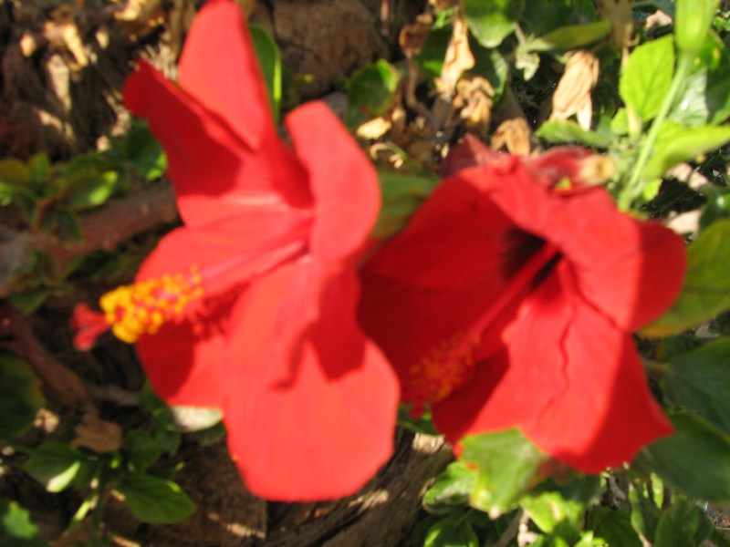   --Dasert Rose ($405)