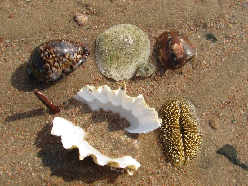   --Dasert Rose ($405)