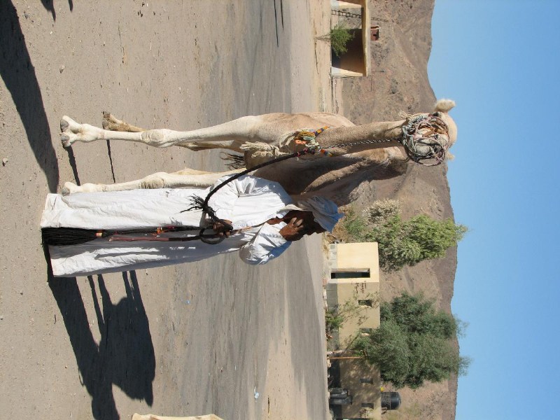   --Dasert Rose ($405)