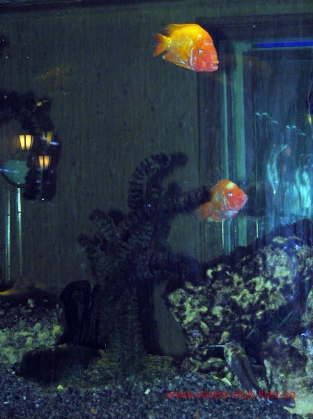    7.12.2005  7.12.2005