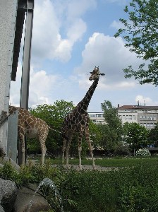   Zoologischer Garten Karlsruhe   . 